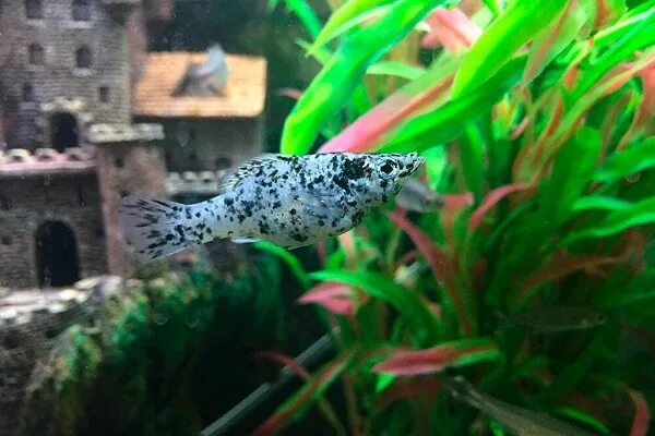 Моллинезия в аквариуме. Беременная моллинезия черная. Моллинезия сфенопс. Моллинезия и гуппи. Моллинезия (mollienesia).