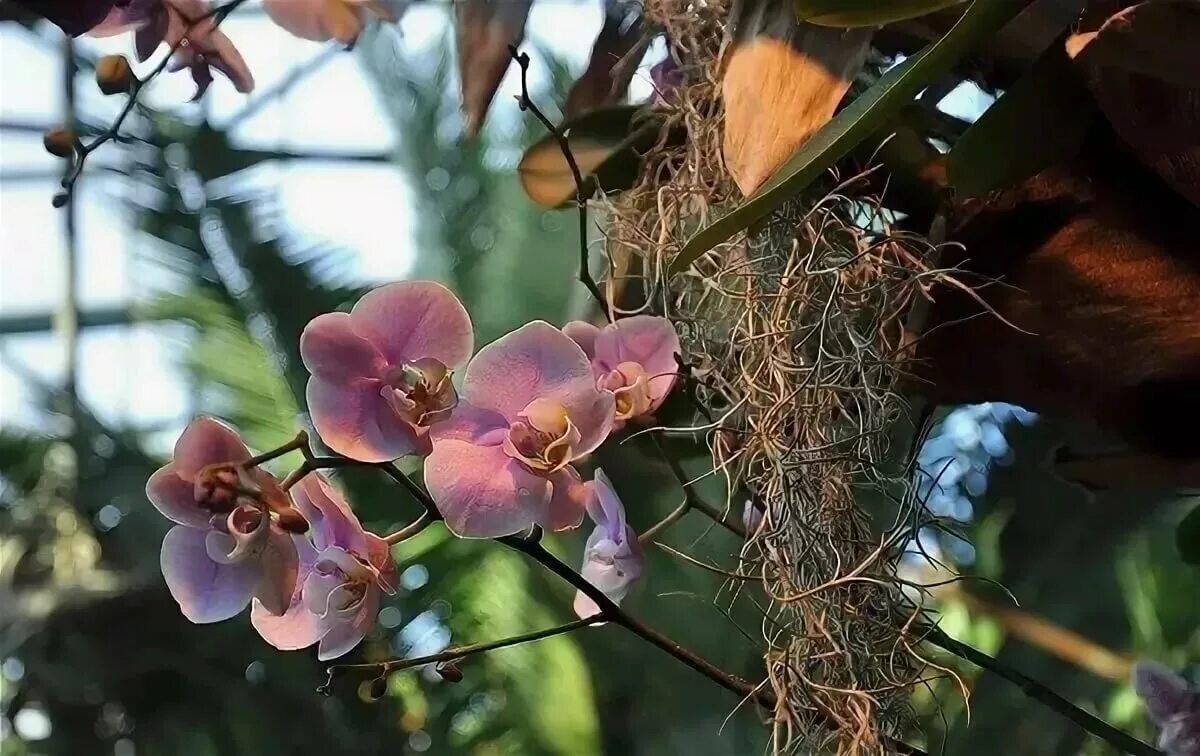 Как растут орхидеи в дикой. Орхидея эпифит. Фаленопсис эпифит. Эпифиты орхидеи фаленопсис. Орхидея фаленопсис в дикой природе.