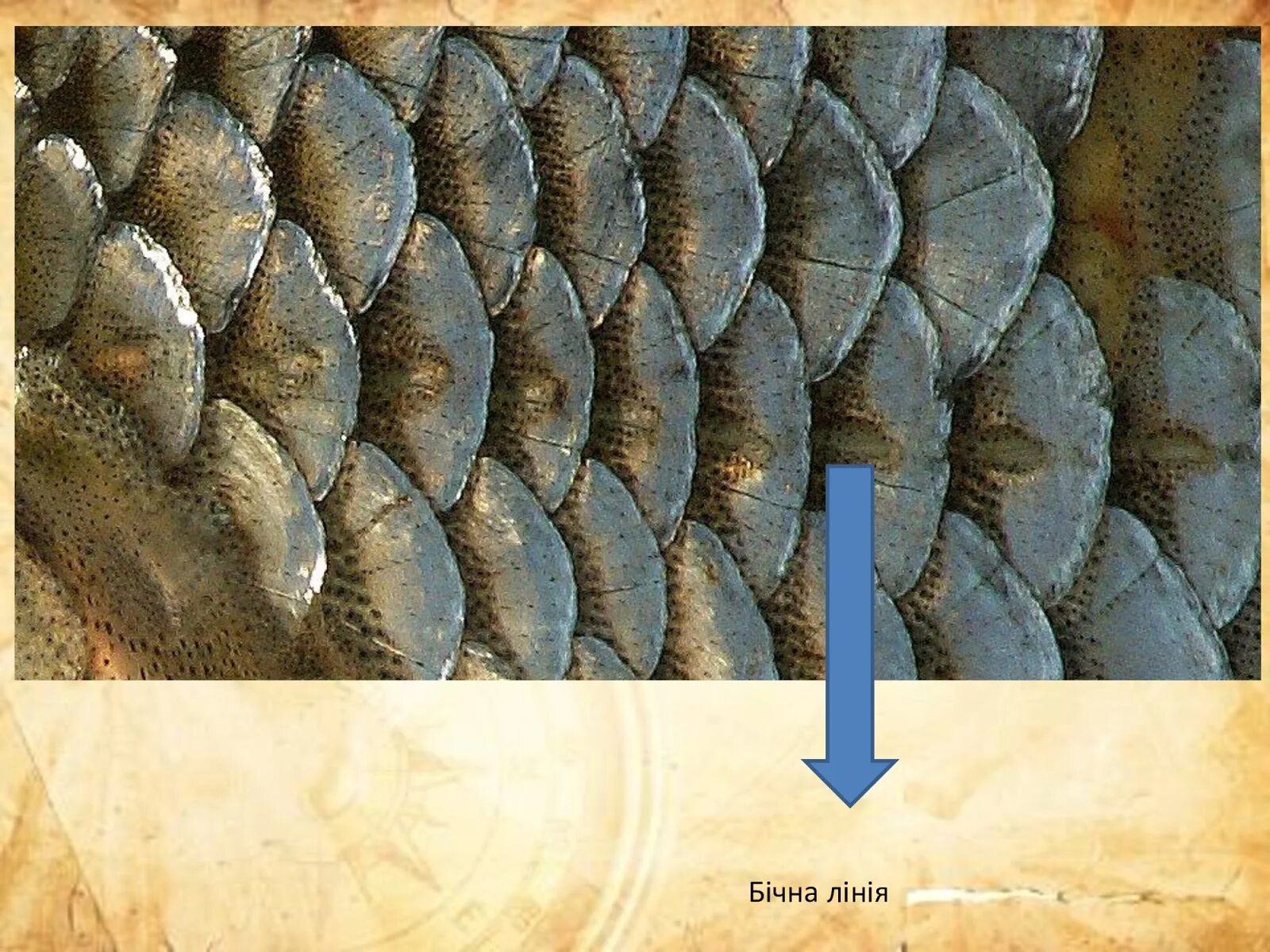 строение плакоидной чешуи акулы. чешуя костных и хрящевых рыб. тип чешуи у костных рыб. чешуя хрящевых рыб и костных рыб. плакоидная и костная чешуя рыб.