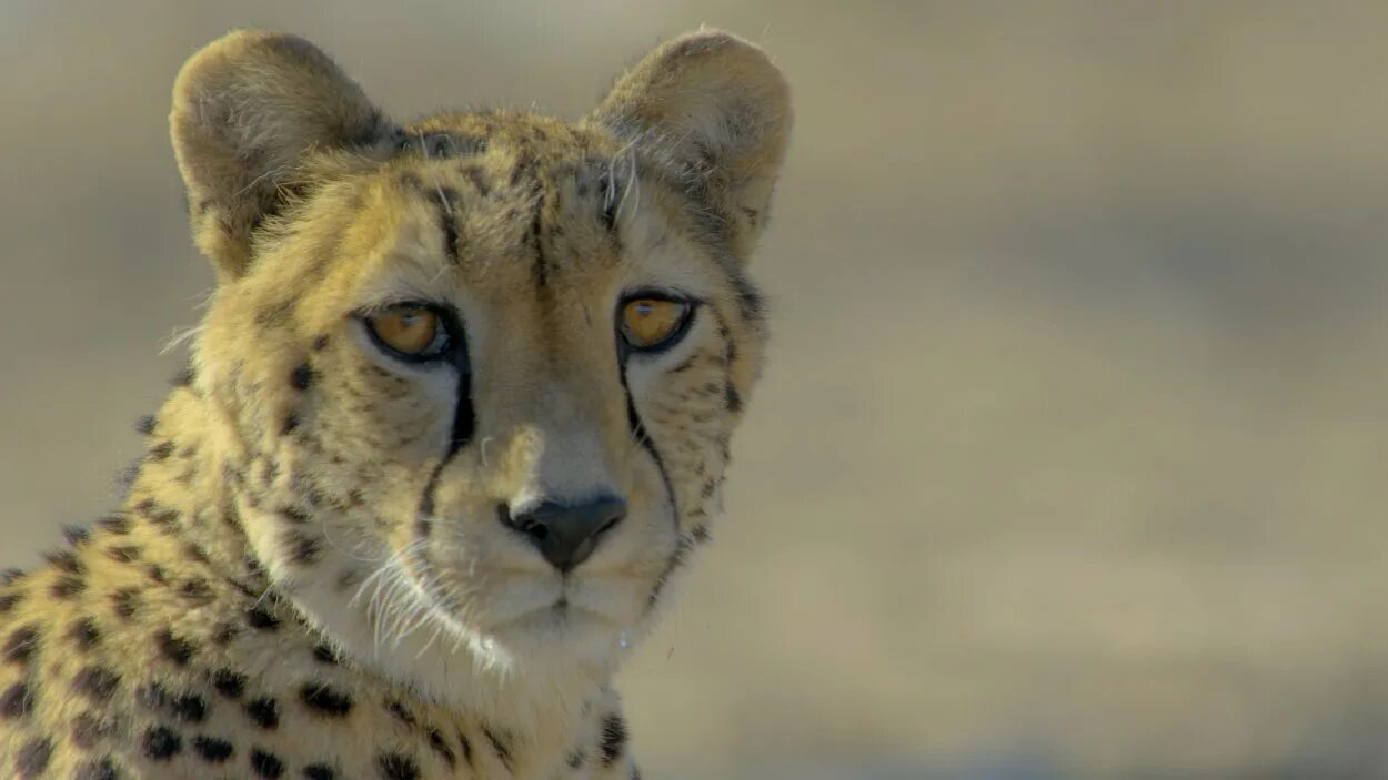 Wild year. Tom waits - 1987 - franks wild years. Africa's wild year. One wild year. Год в дикой африке 1 серия.