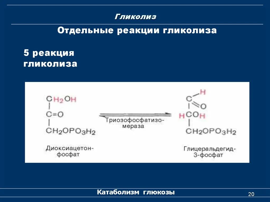 Коферменты гликолиза. 11 Реакций гликолиза. Аэробный гликолиз 11 реакций. Гликолиз 11 реакций биохимия. Гликолиз последовательность реакций