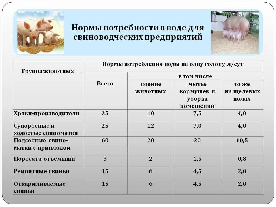 Сколько воды теленку. Нормы поения животных. Норма воды для свиней в сутки. Нормы водопотребления животных. Нормы поения свиней.