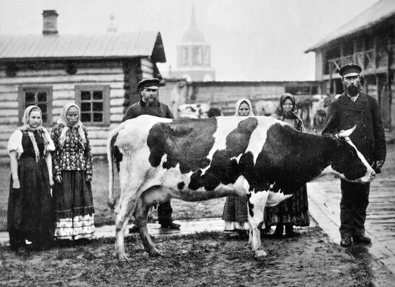 Жюль дюпре корова на пастбище. Коровы крестьяне. Жюльен дюпре "крестьянка". Коровы в живописи. Эжен бюрнан картины.