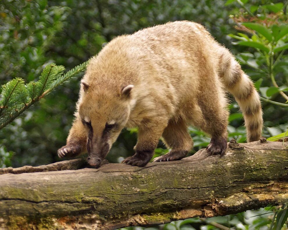 Необычные животные. Окапи лесной жираф. Самые редкие животные. Редкие звери. Окапи в африке.