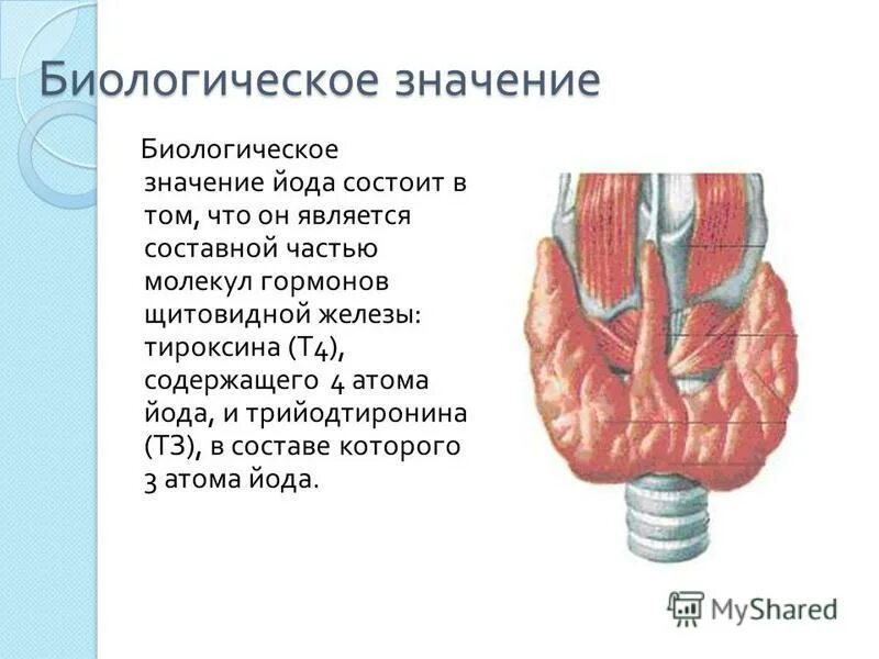 Биологическое значение йода. Биологическое значение и применение йода. Биологическое значение и применение йода. Биологическое значение и применение йода. Рольйщд в организме человека.