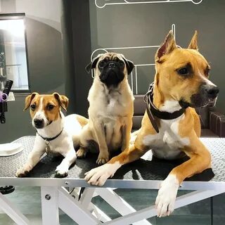 Barberdog