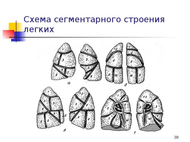 Сегментов 9. Схема строения сегментов легких. сегментарное строение легкого схема. пневмония 10 сегмента. сегментарное строение легких у детей схема.