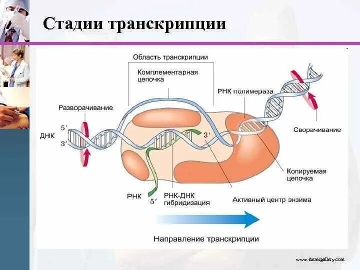 Цикл транскрипции. Стадии транскрипции. Этапы транскрипции инициация. Последовательность этапов транскрипции. Этапы транскрипции биохимия.