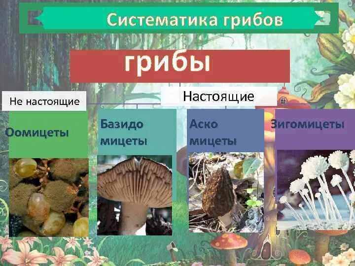 Условия развития грибов. Царство настоящие грибы. Оомицеты представители. Разнообразие оомицетов. Таблица класс оомицеты класс Зигомицеты класс аскомицеты строения.