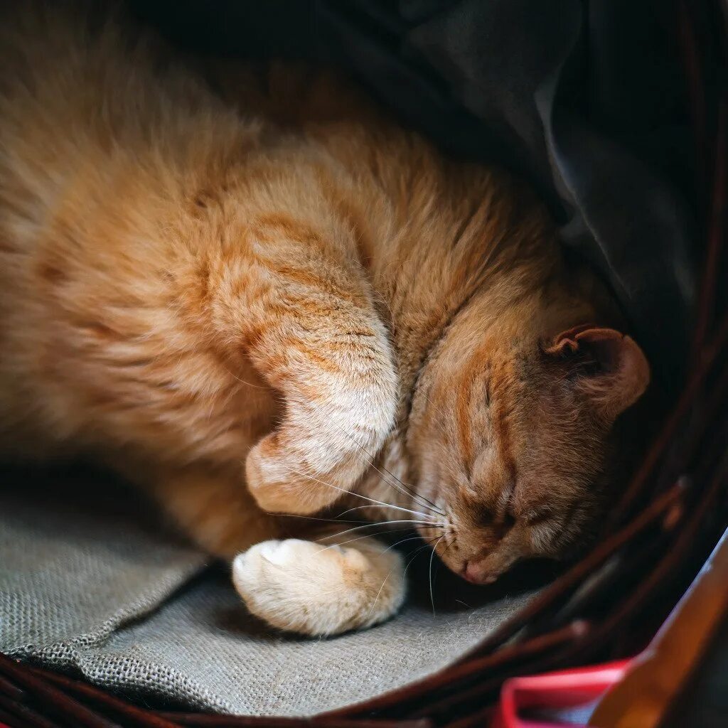 Кот рыжий ночь. Спящие кошки. рыжий кот спит. котенок спит. кошка спит клубочком.