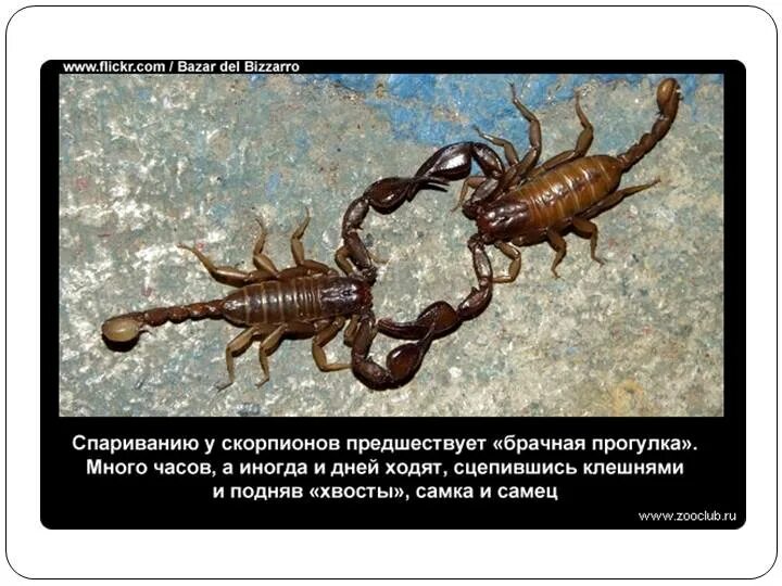 удивить скорпиона. скорпион пандинус император. гетерометрус cyaneus. скорпион пандинус император. аризонский древесный скорпион.