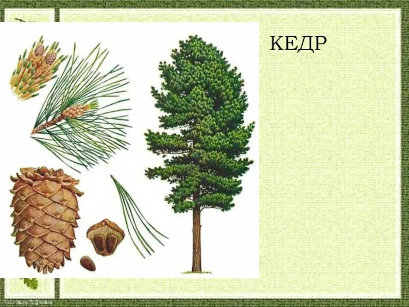 Кедр сибирский хвоинки. Сосновая ветка. Кедр детские. Сосна дерево. Кедр сибирский и пихта сибирская.