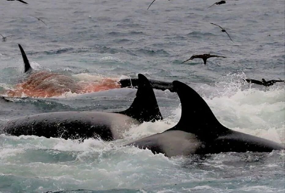Нападение касаток. Нападение косаток на кита. Косатки нападают на синих китов?. Касатка охотится на кита. Нападение касатки на синего кита.
