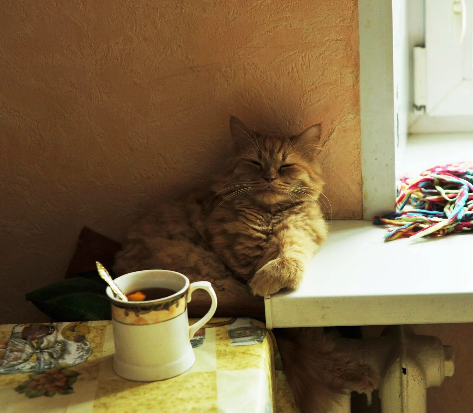 Я сижу пью конец меня. Кот пьет чай. Кот с чашкой чая. Котик пьет чай. Чаепитие с котами.