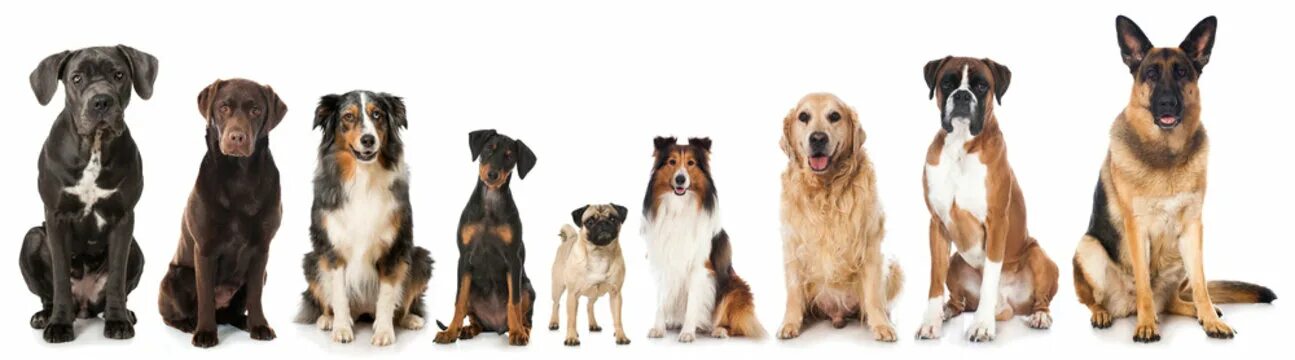 Золотистый ретривер. Разные собаки. Breed pet. Питомцы кошки и собаки аксессуары. Вет пет фанфики.