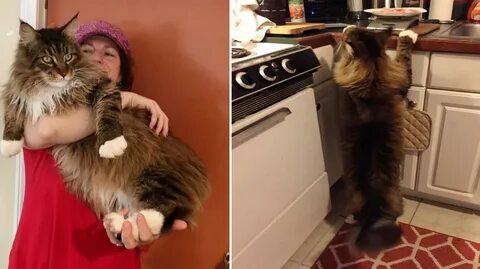2 кг кота