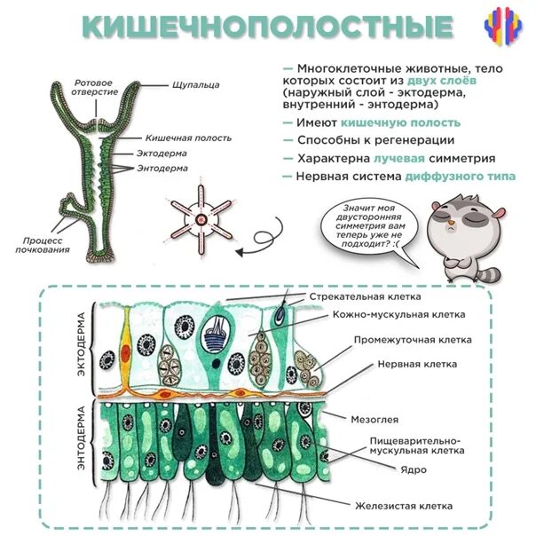 Какие клетки у кишечнополостных обеспечивают процесс регенерации. Строение клеток кишечнополостных. Типы клеток энтодермы кишечнополостных. Типы клеток кишечнополостных рисунок. Клеточное строение гидры таблица эктодермы и энтодермы.