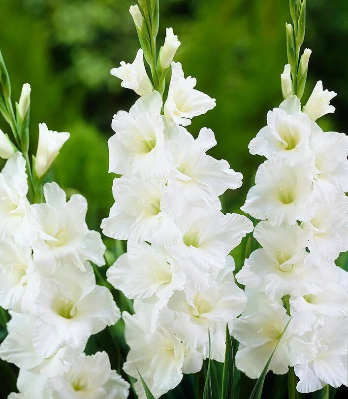Гладиолус смутни акант. Гладиолус эссенциал. Гладиолус мурманск gladiolus murmansk. Гладиолус essential. Гладиолус sancerre.