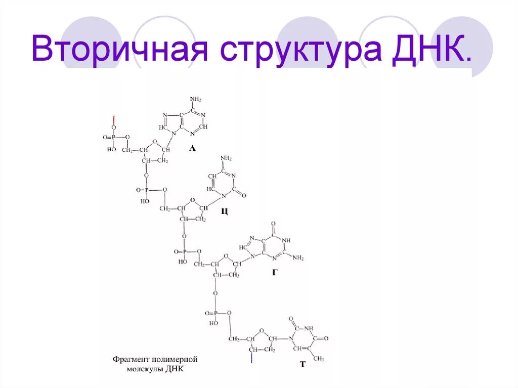 Какая формула молекулы днк. Вторичная структура ДНК химия. Вторичная структура ДНК биохимия формула. Строение вторичной структуры ДНК. Фрагмент молекулы ДНК вторичной структуры.