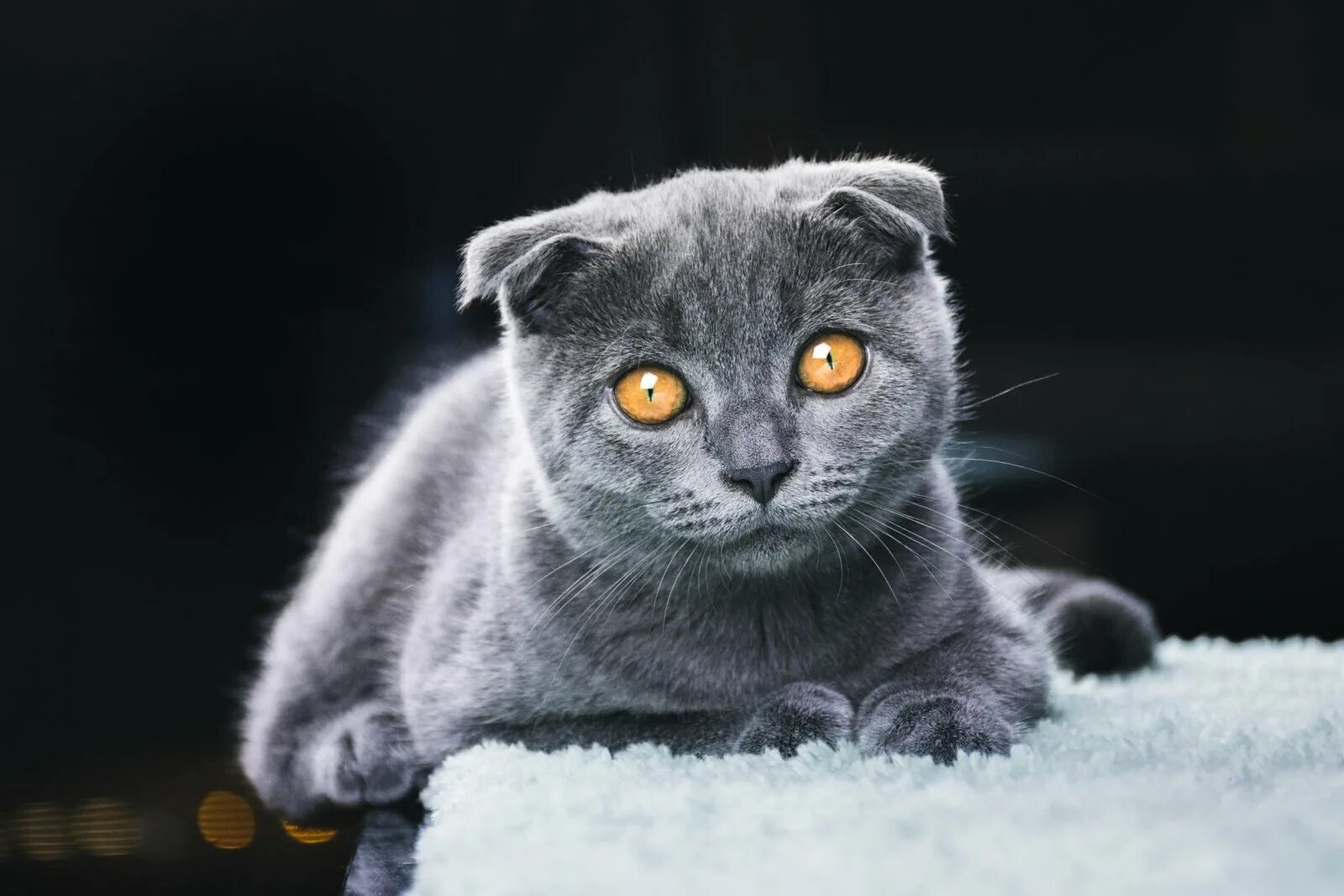 Игра серый кот. Британская вислоухая кошка. Шотландский вислоухий кот серый. Британец кошка вислоухая. Британская вислоухая кошка серая.
