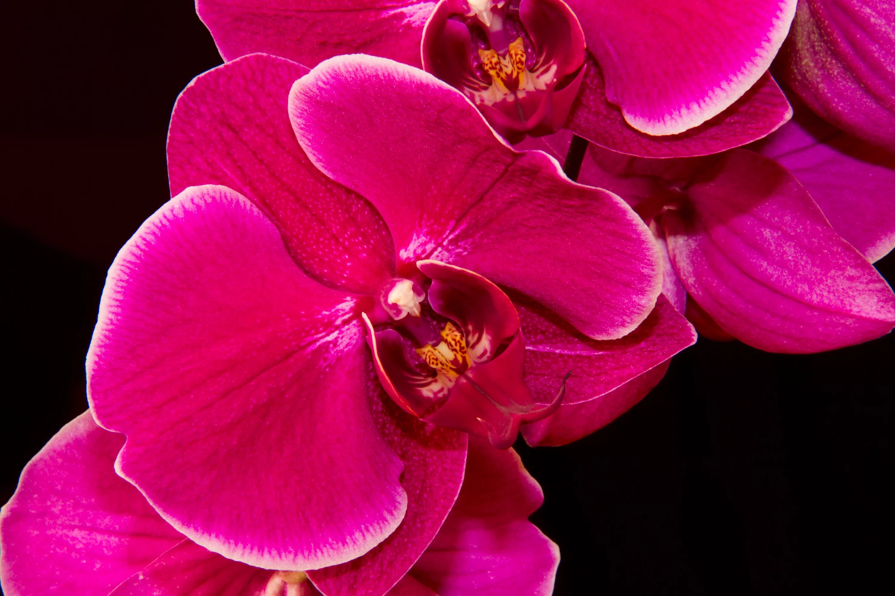 Орхидея живая цветок. Фаленопсис Sangria. Фаленопсис Монтеррей. Фаленопсис Бургундия. Орхидея Sangria.