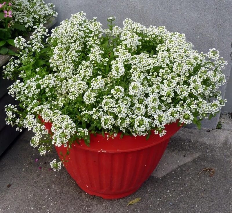 Как ухаживать за алиссумом