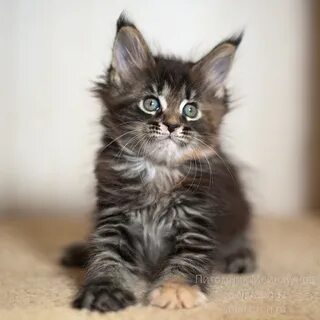 Недорого котенка мейн куна