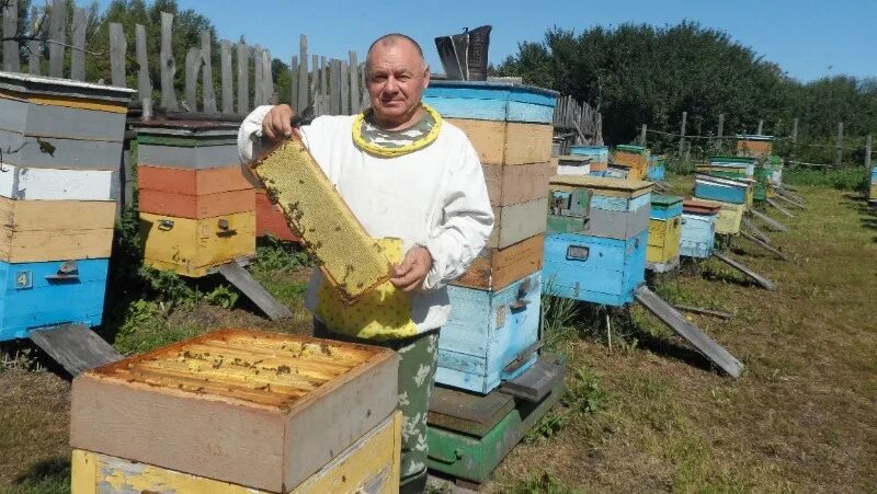 Пчеловоды тамбова. Тамбовский улей. Тамбов пасека. Пчеловоды тамбова. Тамбов пасека.