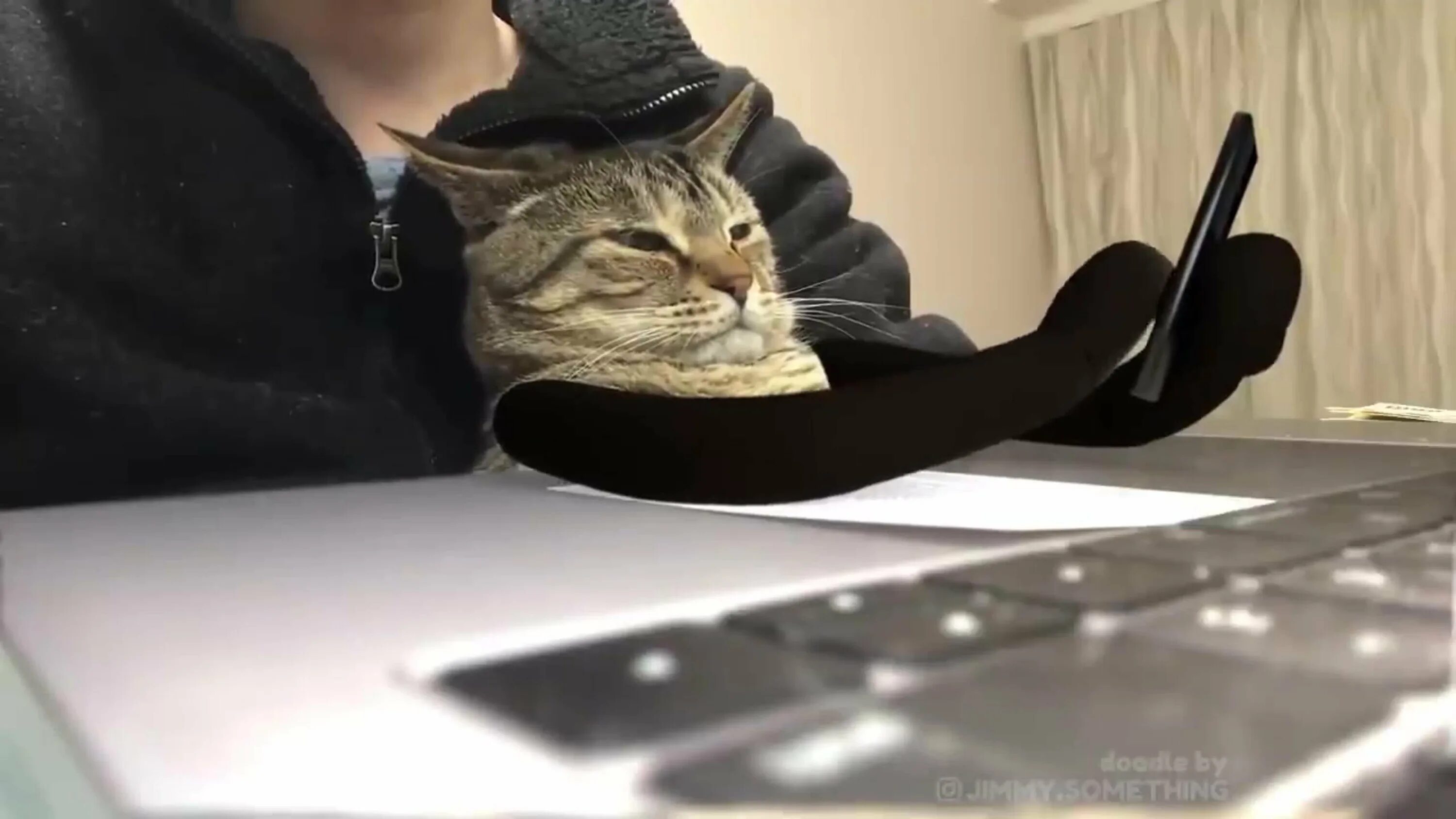 Видео кот работает. Деловой кот. кот на работе. коты за компом. офисные коты.