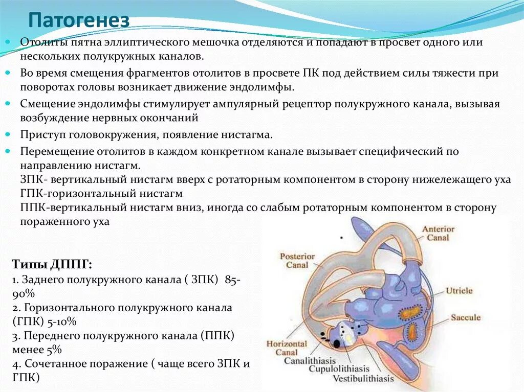 Головокружение лежа при повороте головы. Головокружение механизм развития. дппг доброкачественное пароксизмальное позиционное головокружение. отолиты и головокружение. патогенез доброкачественного позиционного головокружения..