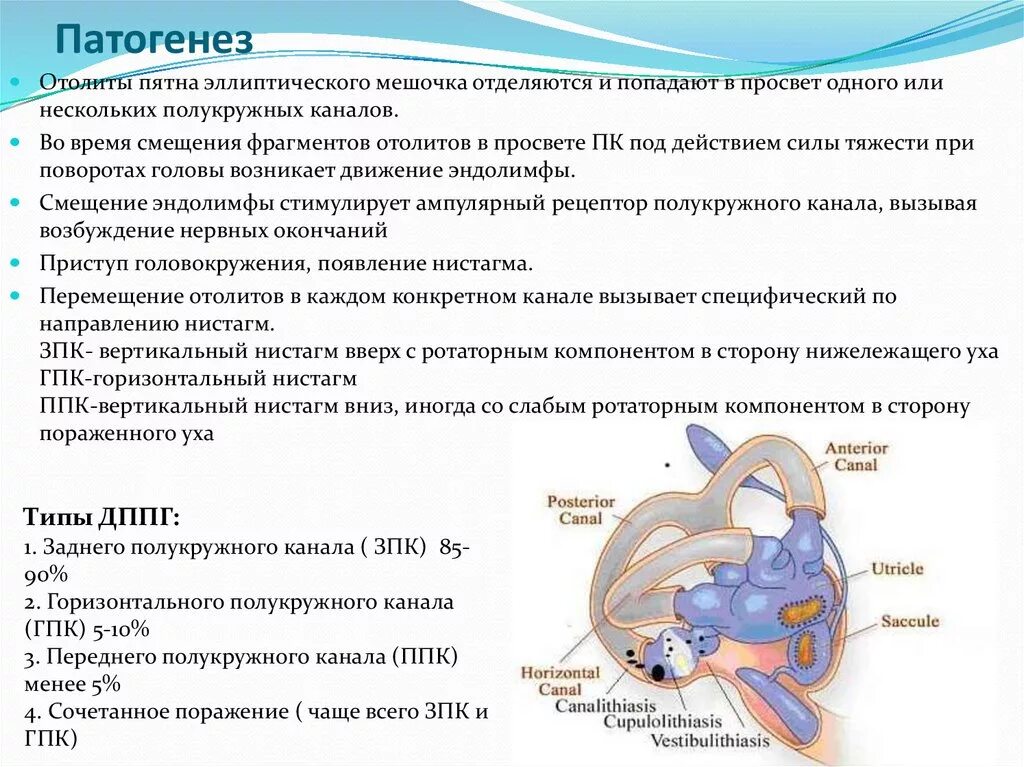 Дппг что это за болезнь. Головокружение механизм развития. ДППГ доброкачественное пароксизмальное позиционное головокружение. Отолиты и головокружение. Патогенез доброкачественного позиционного головокружения..