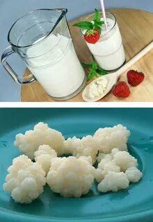 Кефирный грибок