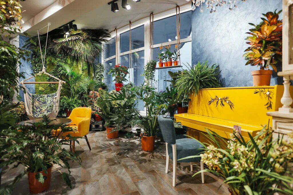 домашний цветок. лучшие магазины комнатных растений в москве. магазин комнатных растений. комнатные растения минск. филодендрон муншайн.