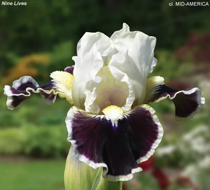 Iris 9