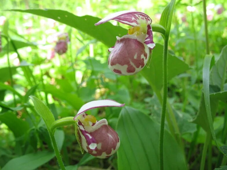 Башмачок крупноцветковый зюраткуль. Растения башмачок пятнистый. Садовая орхидея венерин башмачок. Венерин башмачок садовый. Венерин башмачок настоящий.