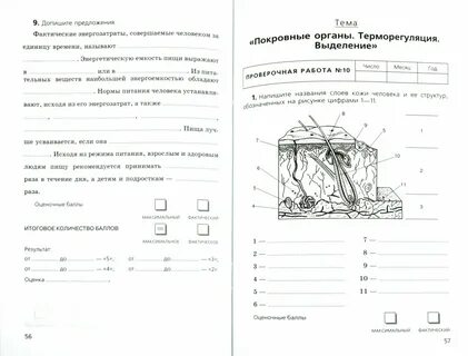 Проверочная по теме кожа 8 класс