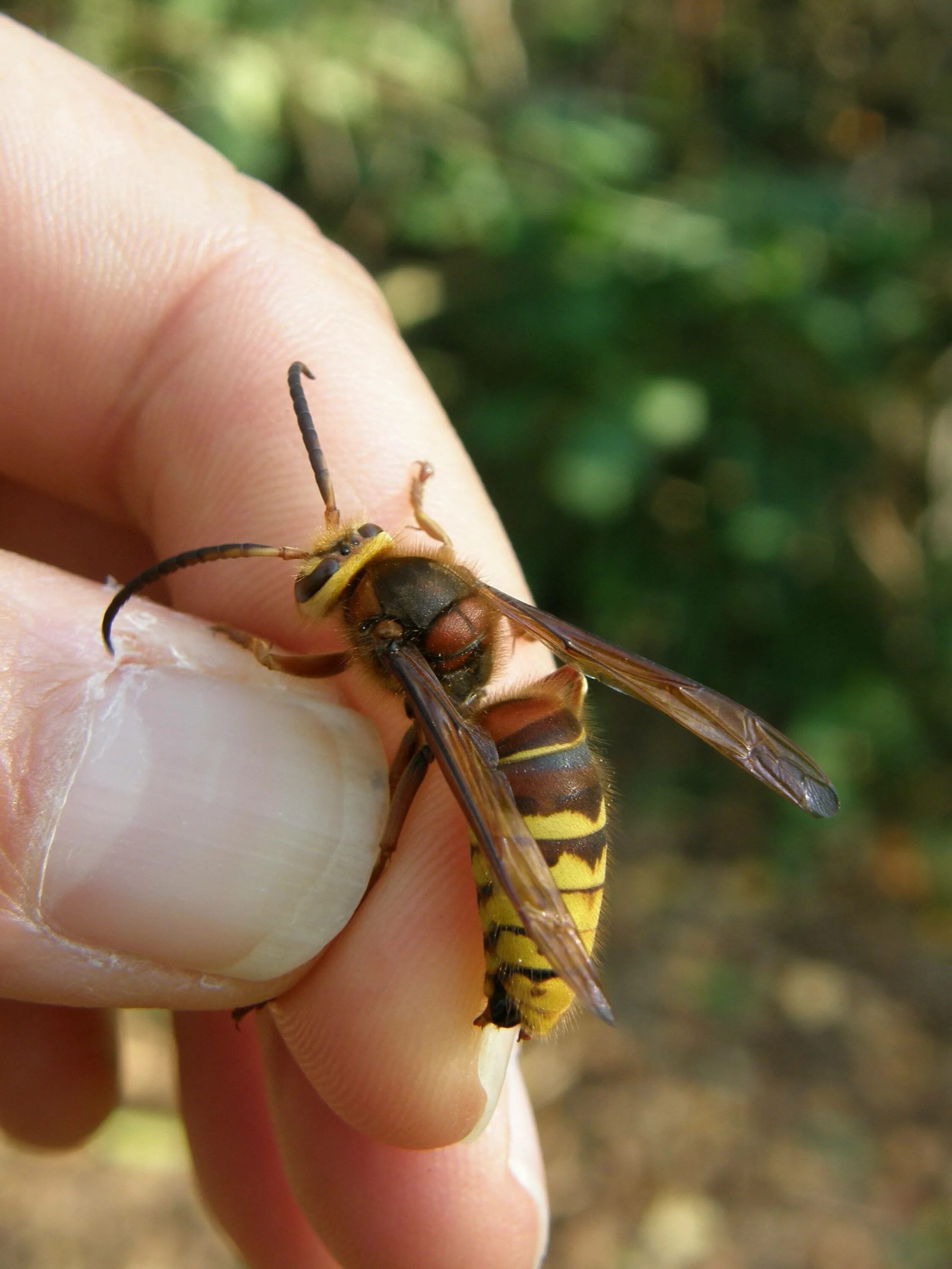 Как называется шершень. Шершень обыкновенный vespa crabro. vespa mandarinia шершень. оса сколия гигант. vespa mandarinia гигантский азиатский шершень.