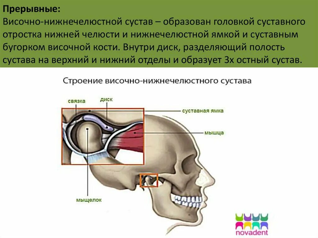 Суставная ямка височно-нижнечелюстного сустава. Связки ВНЧС. Суставной мыщелок ВНЧС. Мыщелок челюсти