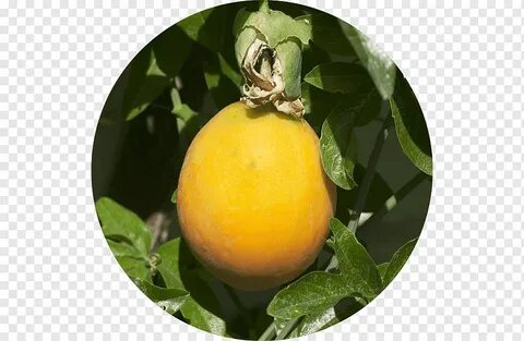 Лимон маракуйя