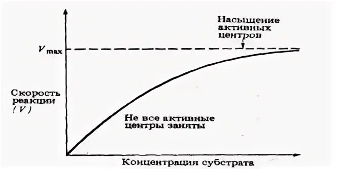 При увеличении концентрации субстрата скорость реакции. Концентрация субстрата.