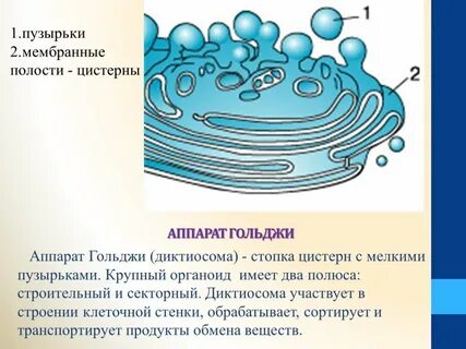 Стенки аппарата гольджи