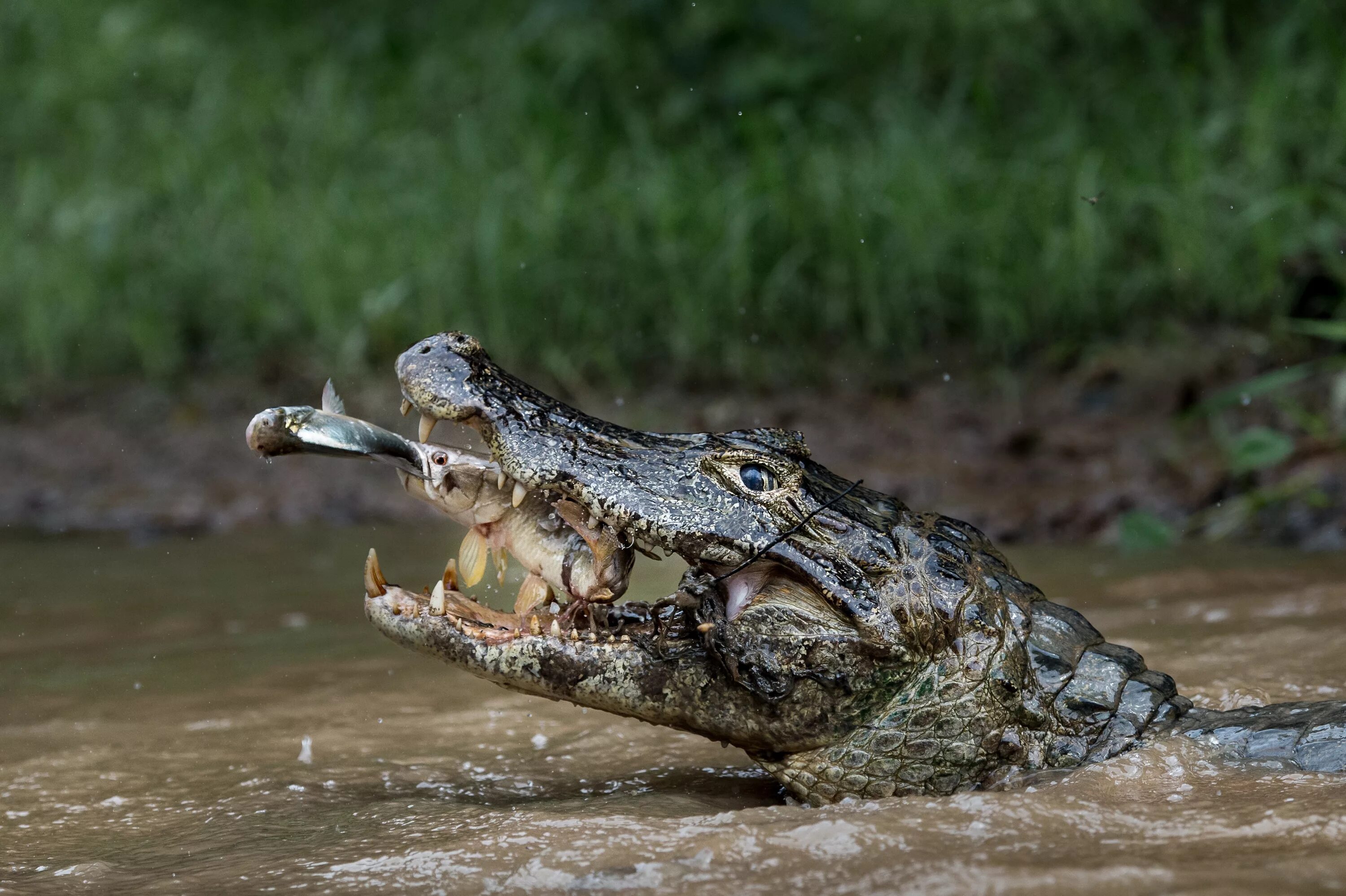 Хищники болот. Нильский крокодил охота. Нильский крокодил National Geographic. Австралийский узкорылый крокодил. Нильский крокодил спаривание.