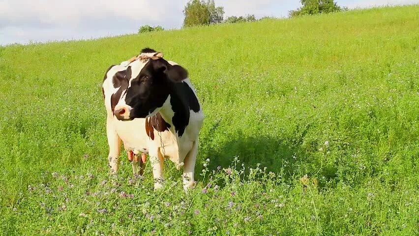 Видео про коров. Прикольная корова. Корова зорька детские. Корова на роликах. Корова му.