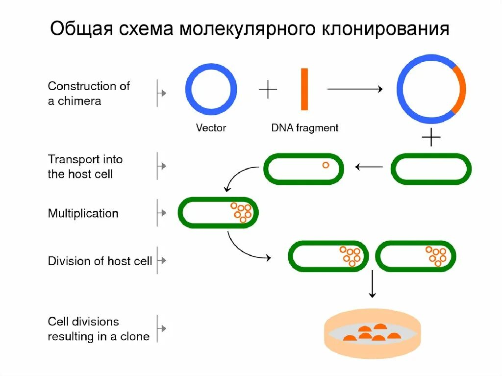 Клонирование плазмиды. Общая схема молекулярного клонирования. Схема клонирование Гена бактерий. Молекулярное клонирование схема. Схема клонирования рекомбинантной ДНК.