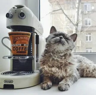 Кот и кофе