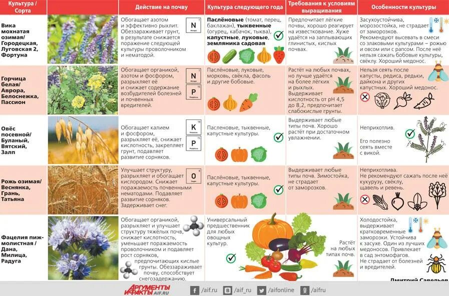 Морковь после клубники можно. Таблица сидератов для овощных культур. Растения сидераты таблица. Сидераты для овощей таблица. Сидераты весной таблица.