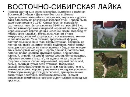 Лайка собака рассказ