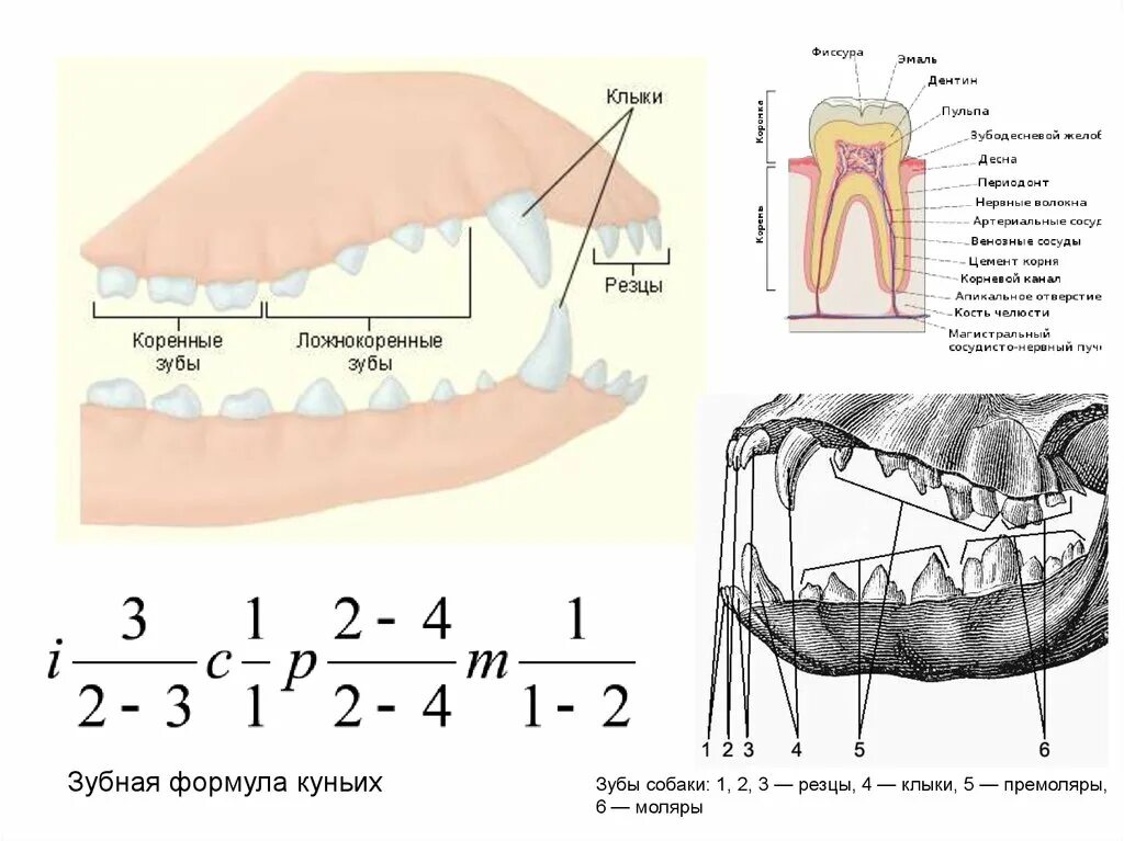 Сколько зубов у млекопитающих. Зубная формула резцы клыки премоляры. Зубы: резцы, клыки, коренные зубы.. Зубная система млекопитающих таблица. Зубная формула моляры премоляры.