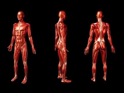 Human r