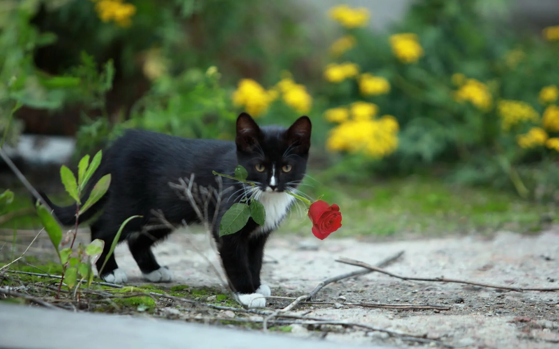 Котик с цветочком. Котенок в цветах. Черные котики с цветами. Котенок с цветочком в зубах. Черно розовую кошку